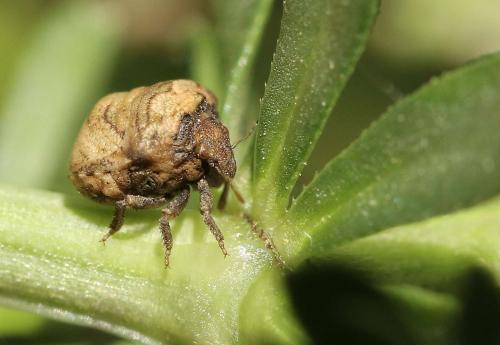 Vilpianus galii